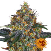 Barney's Farm Moby Dick Semillas de Cannabis Feminizadas (Paquete de 3 Semillas)