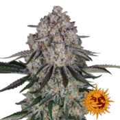 Barney's Farm Sour Strawberry Semillas de Cannabis Feminizadas (Paquete de 5 Semillas)