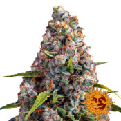 Barney's Farm Strawberry Cheesecake Auto Semillas de Cannabis Autoflorecientes (Paquete de 5 Semillas)