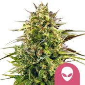 Royal Queen Seeds Purple Lemonade Auto Semillas de Cannabis Autoflorecientes (Paquete de 5 Semillas)