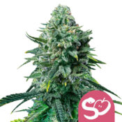 Royal Queen Seeds Alien OG Semillas de Cannabis Feminizadas (Paquete de 5 Semillas)