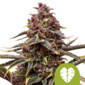 Royal Queen Seeds Pink Gorilla Semillas de Cannabis Feminizadas (Paquete de 5 Semillas)