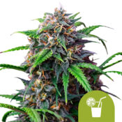 Royal Queen Seeds Alien OG Semillas de Cannabis Feminizadas (Paquete de 3 Semillas)