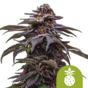 Royal Queen Seeds Tropicana Cookies Purple Auto Semillas de Cannabis Autoflorecientes (Paquete de 3 Semillas)