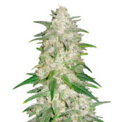 Fast Buds - Gelato Automatic (3 Samen Packung)