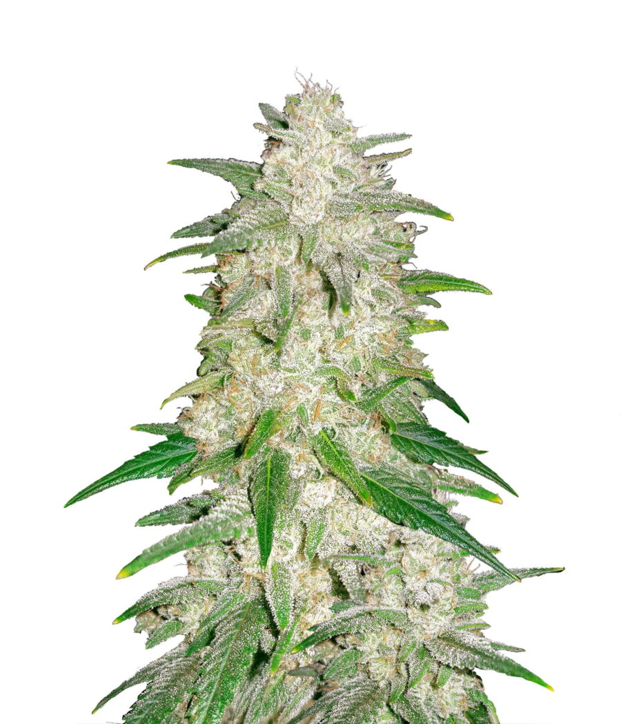 Fast Buds - Gelato Automatic (5 Samen Packung)