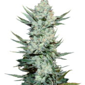 Fast Buds - Tangie'Matic (5 Samen Packung)