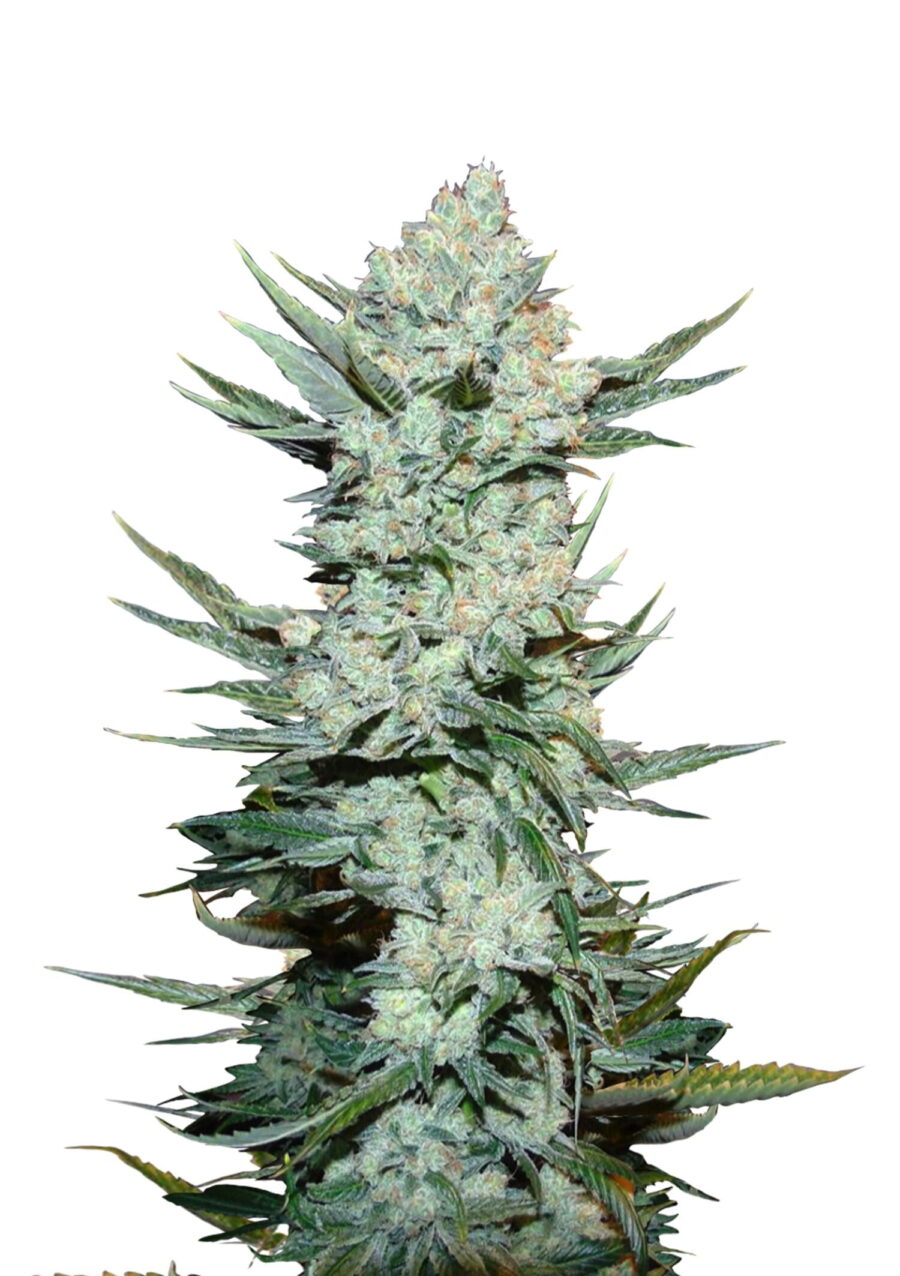 Fast Buds - Tangie'Matic (3 Samen Packung)