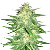 Fast Buds - Lemon AK Automatic (5 Samen Packung)