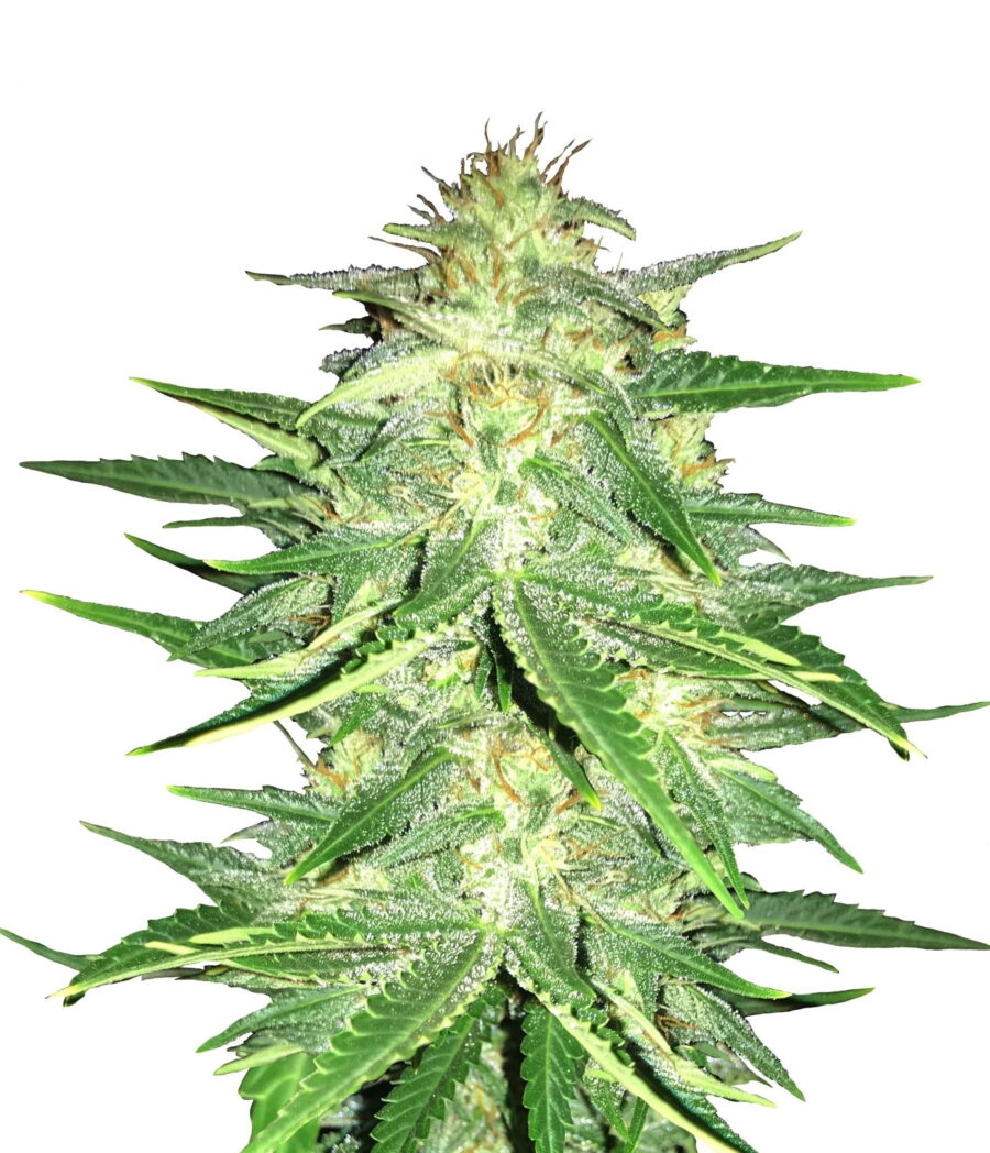 Fast Buds - Lemon AK Automatic (3 Samen Packung)