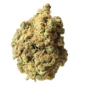 Amsterdam Genetics - AK 020 Autoflower (5 Samen Packung)