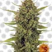 Barney's Farm Acapulco Gold (5 Samen Packung)