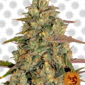 Barney's Farm Ayahuasca Purple (3 Samen Packung)