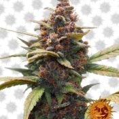 Barney's Farm Blue Gelato 41 (3 Samen Packung)