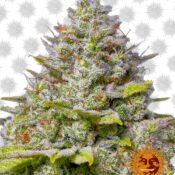 Barney's Farm Ayahuasca Purple (3 Samen Packung)