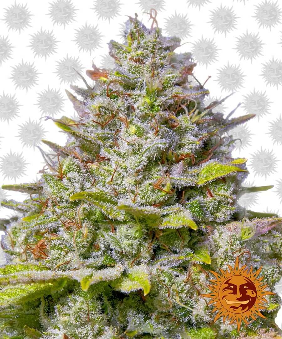 Barney's Farm Blue Gelato 41 (3 Samen Packung)