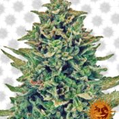 Barney's Farm CBD Blue Shark (5 Samen Packung)