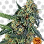 Barney's Farm Cookies Kush (5 Samen Packung)