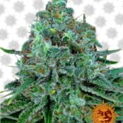 Barney's Farm Critical Kush Auto (3 Samen Packung)