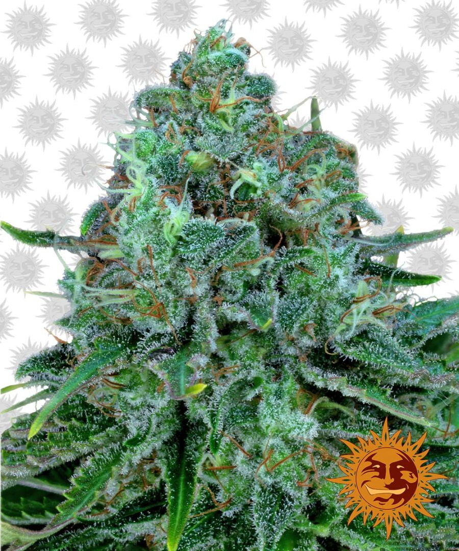 Barney's Farm Critical Kush (5 Samen Packung)