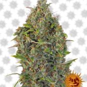 Barney's Farm Critical Kush (5 Samen Packung)