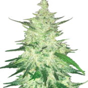 Fast Buds - Zkittlez Automatic (5 Samen Packung)