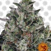 Barney's Farm Glue Gelato Automatic (3 Samen Packung)