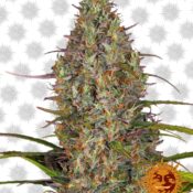 Barney's Farm Glue Gelato Automatic (3 Samen Packung)