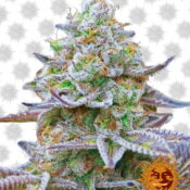 Barney's Farm Gorilla Zkittlez (3 Samen Packung)