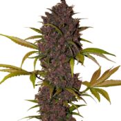 Fast Buds - LSD-25 Automatic (3 Samen Packung)