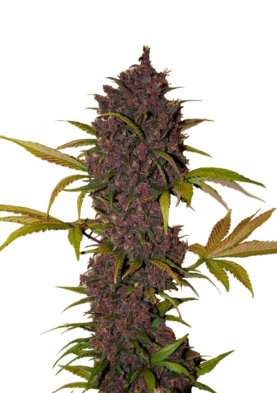 Fast Buds - LSD-25 Automatic (3 Samen Packung)