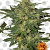 Barney's Farm Liberty Haze (5 Samen Packung)