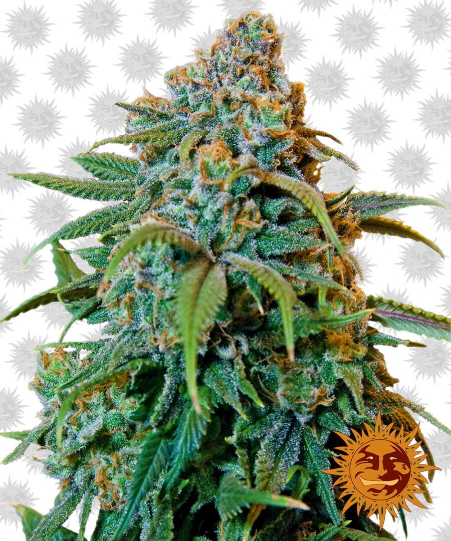 Barney's Farm Liberty Haze (5 Samen Packung)