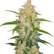 Fast Buds - Zkittlez Automatic (3 Samen Packung)