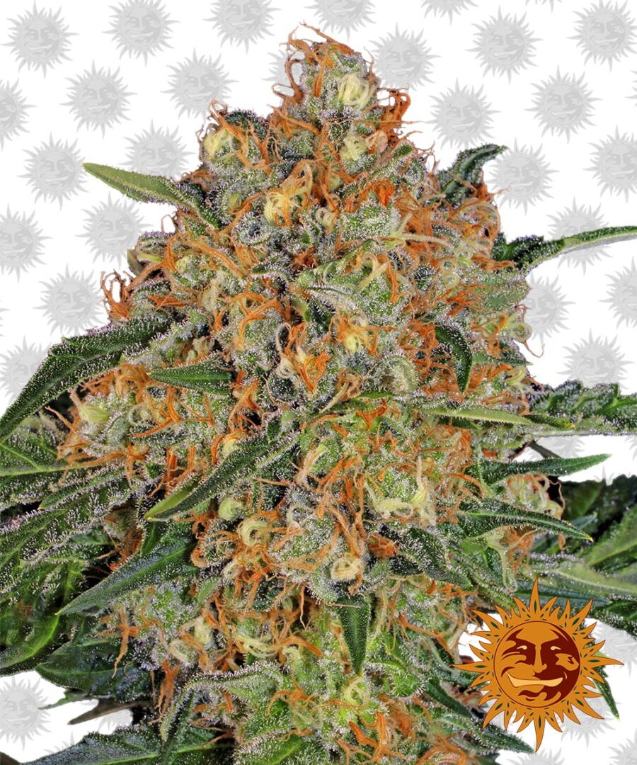 Barney's Farm Orange Sherbert (5 Samen Packung)