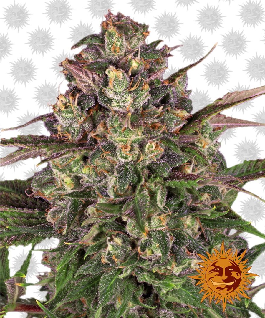 Barney's Farm Peyote Critical (5 Samen Packung)