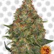 Barney's Farm Pineapple Express Auto (3 Samen Packung)