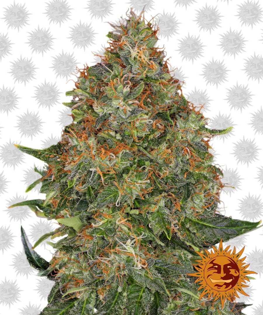 Barney's Farm Pineapple Express Auto (5 Samen Packung)