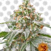 Barney's Farm Pink Kush (3 Samen Packung)