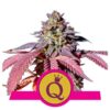 wholesale Royal Queen Seeds Purple Queen feminized cannabis seeds