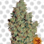 Barney's Farm Tangerine Dream (3 Samen Packung)