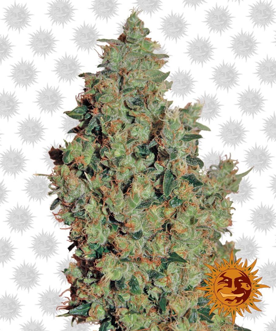 Barney's Farm Tangerine Dream (3 Samen Packung)