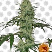 Barney's Farm Tangerine Dream Auto (3 Samen Packung)