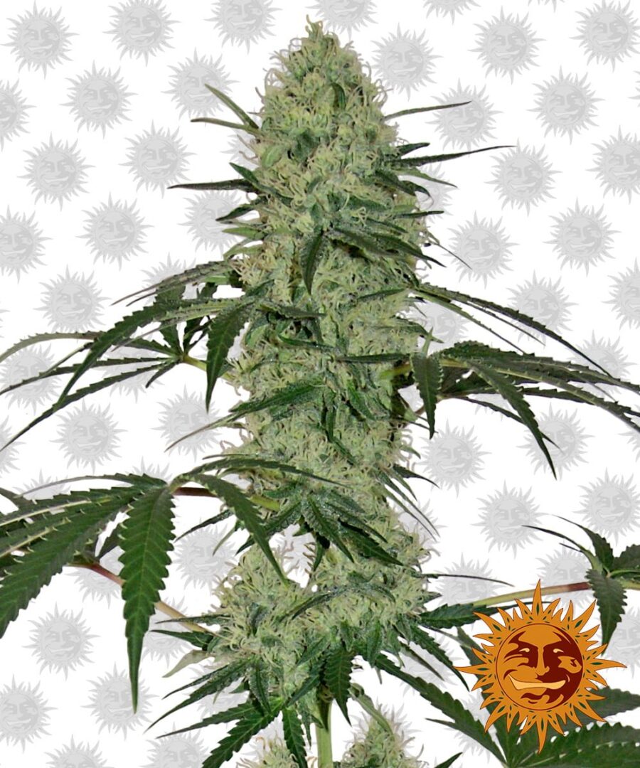 Barney's Farm Tangerine Dream Auto (5 Samen Packung)