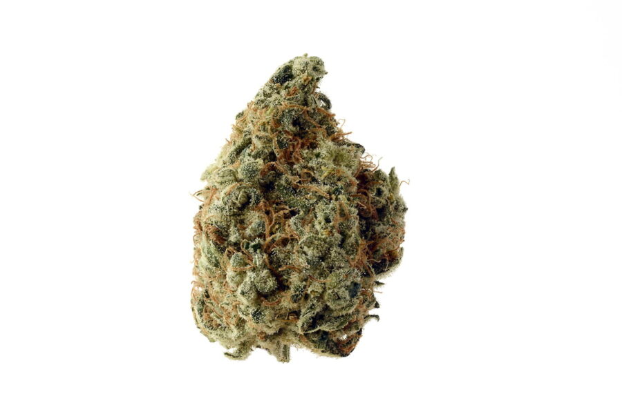 Amsterdam Genetics - White Choco (5 Samen Packung)