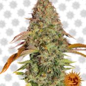 Barney's Farm Zkittlez OG Auto (5 Samen Packung)