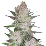 Fast Buds - CBD Crack Automatic (3 Samen Packung)