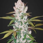 Fast Buds - Girl Scout Cookies Auto (5 Samen Packung)