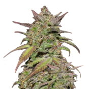 Fast Buds - Tangie'Matic (5 Samen Packung)