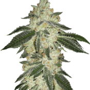 Fast Buds - Lemon AK Automatic (5 Samen Packung)